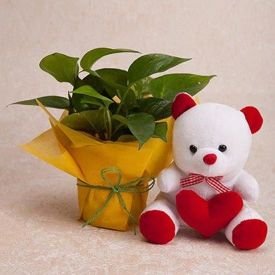 Teddy With Money Plants Combo