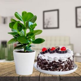 Clusia Rosea  With Black Forest Cake