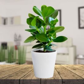 Clusia Rosea  With Black Forest Cake