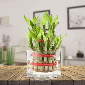 Pink Rose  with bamboo & vase