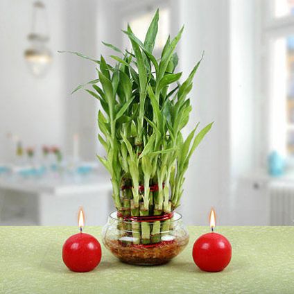 bamboo plants with red candels