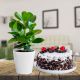Clusia Rosea  With Black Forest Cake